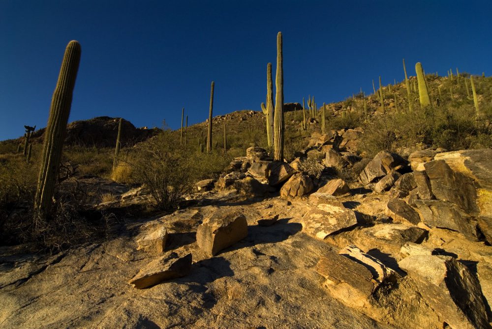 Ecoregion Assessments